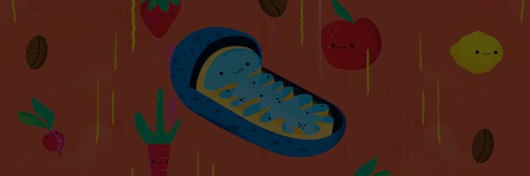Illustration of mitochondria