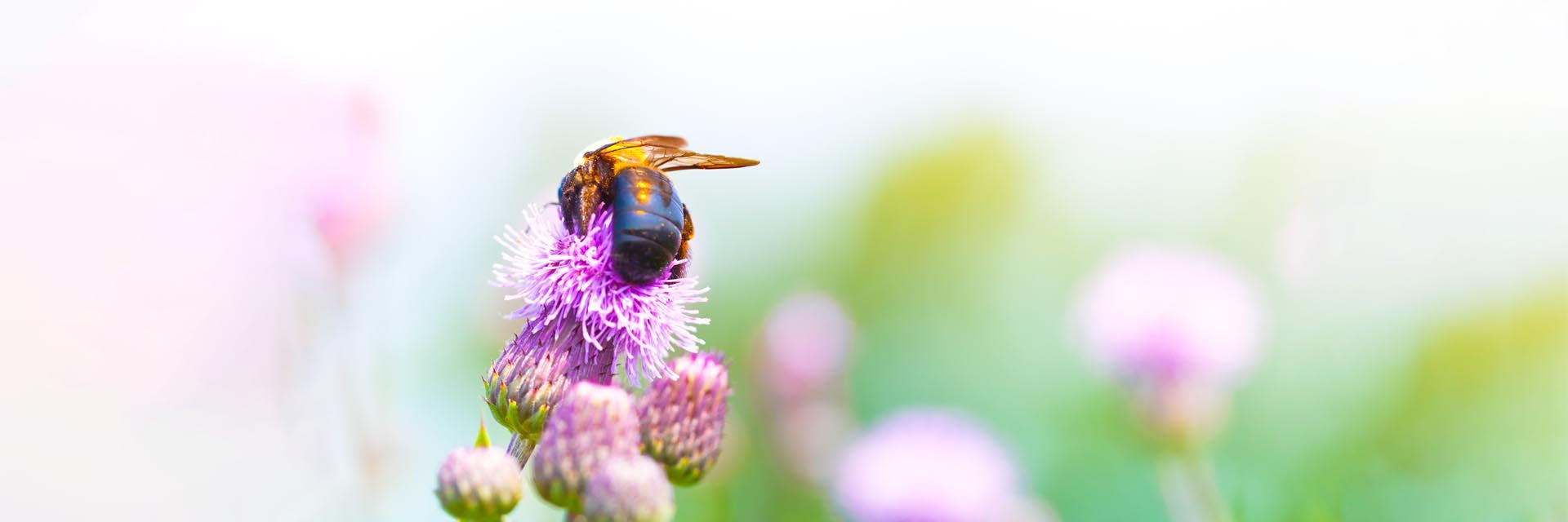 Bumblebee on a milk thistle plant