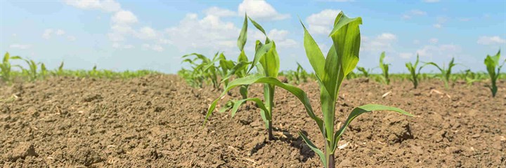 Field of corn