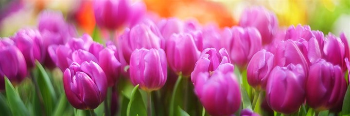 Pink tulips in spring