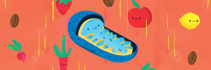 Mitochondria cartoon illustration