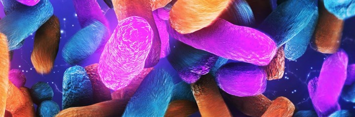 Colourful gut bacteria