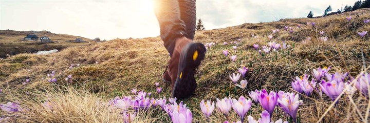 Hiker walking across field with purple flowers